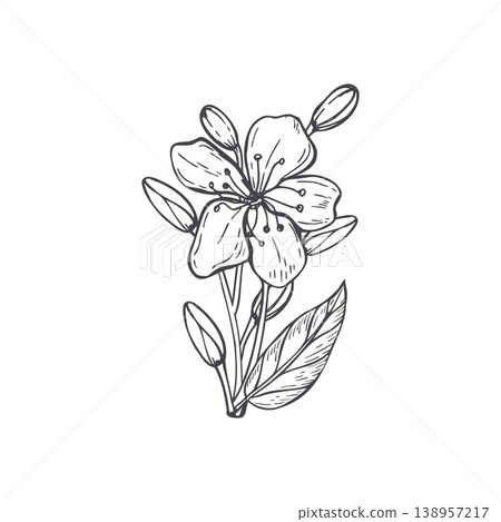 Black and white line drawing of Fruit tree flowering branch. Hand drawn cherry or plum blossom flower for design element, stationery, greeting card and wedding decor. Minimalist floral sketch art 138957217