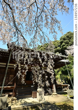 The weeping cherry tree at Jifuku-ji Temple, Haseyama Jizo-in, along the historic road (Kumano Road) in Yamanakadani. 138957236