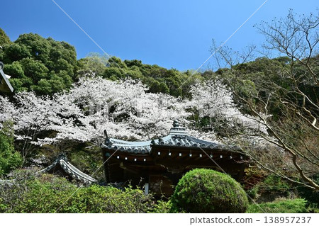 山中谷地藏院(長谷山地藏院)的垂枝櫻花樹,位於歷史悠久的熊野路(熊野路)上。 山中谷地藏院(長谷山地藏院)的垂枝櫻花樹,位於歷史悠久的熊野路(熊野路)上。 138957237