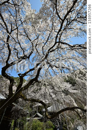 山中谷地藏院（長谷山地藏院）的垂枝櫻花樹，位於歷史悠久的熊野路（熊野路）上。 138957266