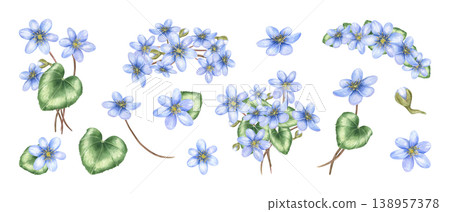Blue hepatica flower set on isolated background. Watercolor illustration collection of wild spring blooms and green leaves. Botanical elements for floral design and greeting card, package decor Blue hepatica flower set on isolated background. Watercolor illustration collection of wild spring blooms and green leaves. Botanical elements for floral design and greeting card, package decor 138957378