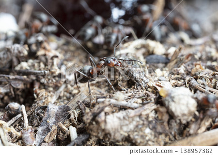 big forest ants in a native habitat big forest ants in a native habitat 138957382