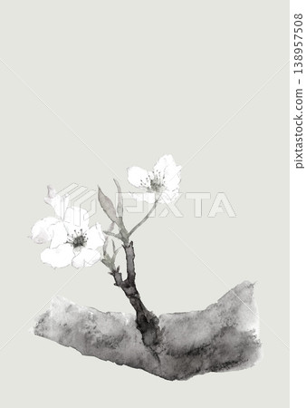 一幅單色梨花枝插圖，以水彩風格繪製，令人聯想到水墨畫。 [手繪] 單色背景，留有臨摹空間。 138957508