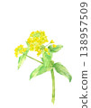 油菜花水彩插畫 [手繪] 白色背景，透明背景，留有文字空間 138957509