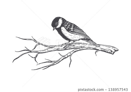 Small bird sitting on tree branch. Hand drawn illustration of chickadee perched on wood. Vintage sketch style animal drawing for nature design, forest wildlife art and garden decor. Small bird sitting on tree branch. Hand drawn illustration of chickadee perched on wood. Vintage sketch style animal drawing for nature design, forest wildlife art and garden decor. 138957543