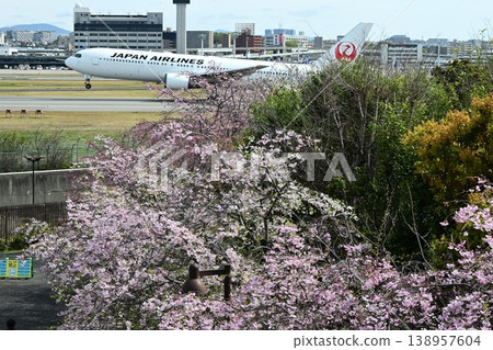 Itami Sky Park: Cherry Blossoms in Bloom 138957604