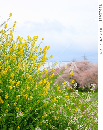 河岸邊盛開著櫻花、油菜花和海蘿蔔花。 138957638