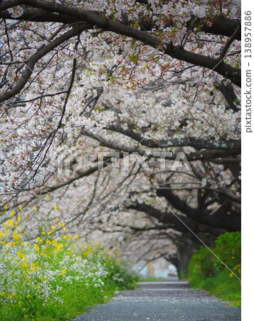 河岸邊盛開著櫻花、油菜花和海蘿蔔花。 138957886