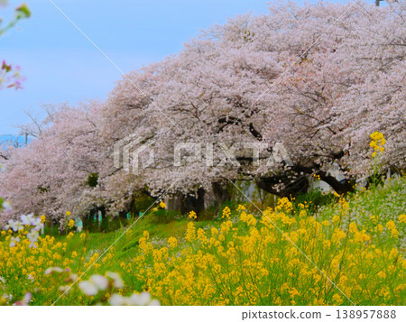 Cherry blossoms, rapeseed flowers, and sea radish flowers along the riverbank Cherry blossoms, rapeseed flowers, and sea radish flowers along the riverbank 138957888