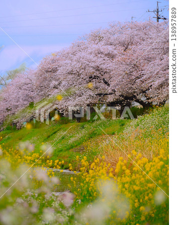 Cherry blossoms, rapeseed flowers, and sea radish flowers along the riverbank Cherry blossoms, rapeseed flowers, and sea radish flowers along the riverbank 138957889