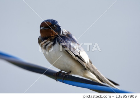 swallow / Japan swallow / Japan 138957909