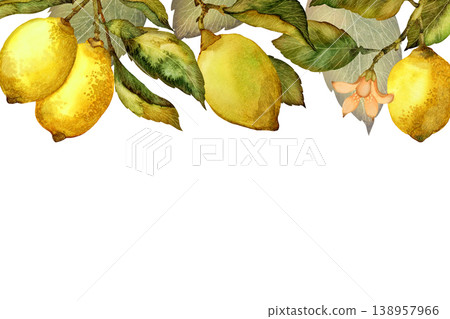 Lemons with leaves and flowers. Botanical watercolor horizontal illustration isolated on white background Lemons with leaves and flowers. Botanical watercolor horizontal illustration isolated on white background 138957966