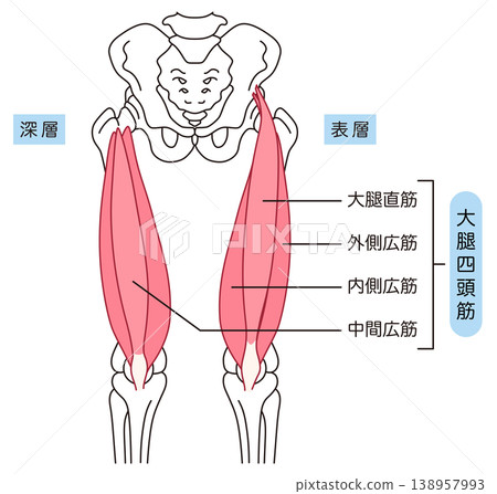 Thigh muscles: Quadriceps 138957993