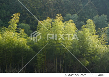 A bamboo grove in the deep green of early spring A bamboo grove in the deep green of early spring 138958000