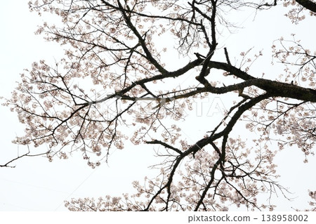 白色天空的形狀，粉紅色櫻花，以及樹枝。 138958002
