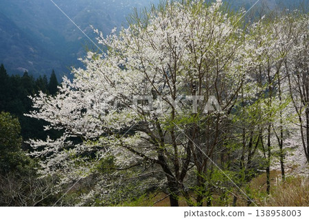 新村的櫻花盛開。 新村的櫻花盛開。 138958003