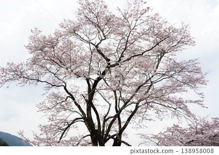 Cherry blossoms in full bloom in Tarumi, Neo Village, Gifu Prefecture Cherry blossoms in full bloom in Tarumi, Neo Village, Gifu Prefecture 138958008