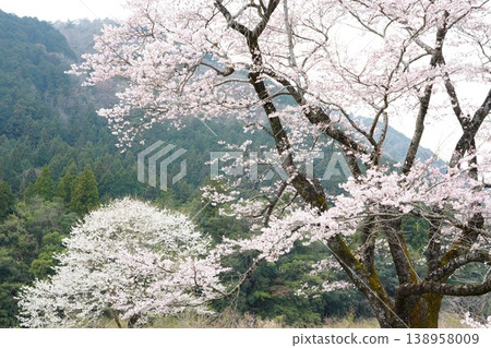 Cherry blossoms in full bloom in Tarumi, Neo Village, Gifu Prefecture Cherry blossoms in full bloom in Tarumi, Neo Village, Gifu Prefecture 138958009