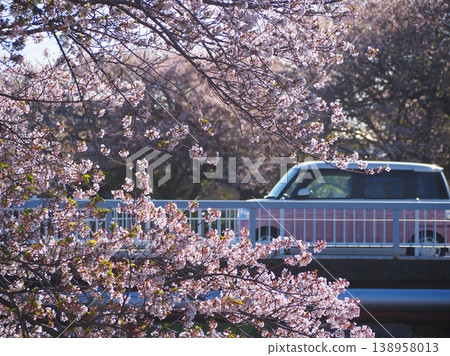 櫻花和駛過橋上的車輛 櫻花和駛過橋上的車輛 138958013