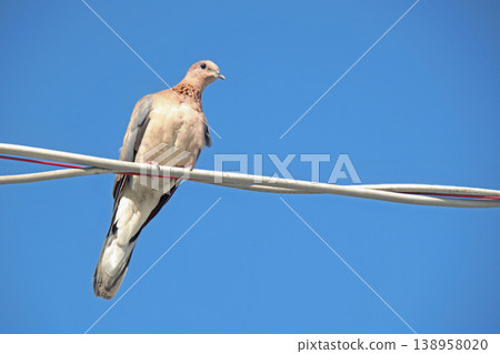 Peaceful Dove on Wire under Blue Sky. A serene wildlife moment capturing a dove perched high on a power line against a brilliant, cloudless sky. Peaceful Dove on Wire under Blue Sky. A serene wildlife moment capturing a dove perched high on a power line against a brilliant, cloudless sky. 138958020