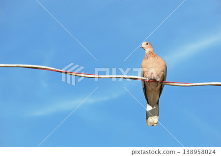 Peaceful Dove on Wire under Blue Sky. A serene wildlife moment capturing a dove perched high on a power line against a brilliant, cloudless sky. Peaceful Dove on Wire under Blue Sky. A serene wildlife moment capturing a dove perched high on a power line against a brilliant, cloudless sky. 138958024