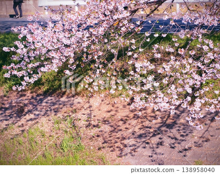 Nostalgia: Cherry Blossoms and Shadows 138958040