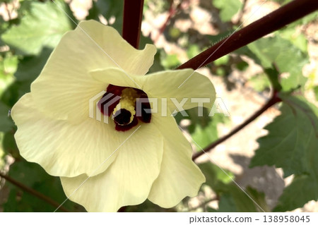 Okra Plant and Flower Close-Up. A detailed, close-up photo of an okra plant with a beautiful yellow flower and developing pods. Perfect for nature, food, and gardening content. Okra Plant and Flower Close-Up. A detailed, close-up photo of an okra plant with a beautiful yellow flower and developing pods. Perfect for nature, food, and gardening content. 138958045