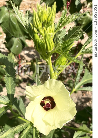 Okra Plant and Flower Close-Up. A detailed, close-up photo of an okra plant with a beautiful yellow flower and developing pods. Perfect for nature, food, and gardening content. Okra Plant and Flower Close-Up. A detailed, close-up photo of an okra plant with a beautiful yellow flower and developing pods. Perfect for nature, food, and gardening content. 138958051