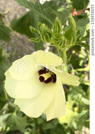 Okra Plant and Flower Close-Up. A detailed, close-up photo of an okra plant with a beautiful yellow flower and developing pods. Perfect for nature, food, and gardening content. 138958055