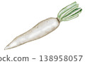 Daikon radish watercolor. Hand-drawn white radish. Food clip art. For seed packaging design, garden prints, and health food stores. 138958057