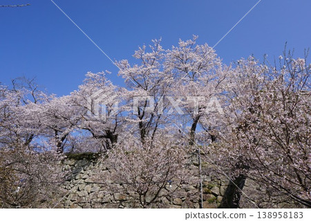 “Tsuruyama Park(Tsuyama Castle Fort)”,岡山縣津山市的100個櫻花地標之一 “Tsuruyama Park(Tsuyama Castle Fort)”,岡山縣津山市的100個櫻花地標之一 138958183