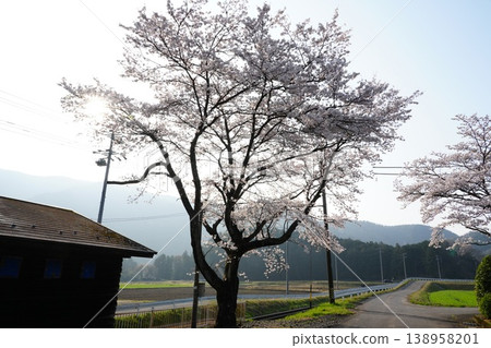 清晨,在樽海鐵道高品站,櫻花盛開。 清晨,在樽海鐵道高品站,櫻花盛開。 138958201