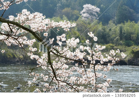 Cherry blossoms blooming on the river side 138958205