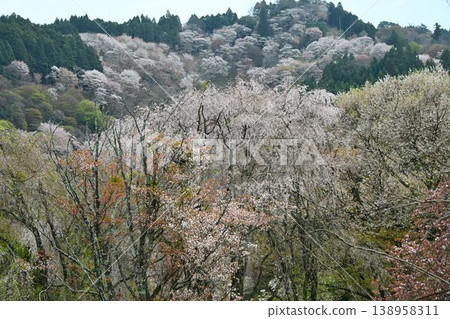 吉野山的櫻花,吉野山是世界遺產「紀伊山脈的聖地和朝聖之路」的一部分。 吉野山的櫻花,吉野山是世界遺產「紀伊山脈的聖地和朝聖之路」的一部分。 138958311