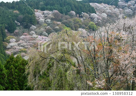 吉野山的櫻花,吉野山是世界遺產「紀伊山脈的聖地和朝聖之路」的一部分。 吉野山的櫻花,吉野山是世界遺產「紀伊山脈的聖地和朝聖之路」的一部分。 138958312
