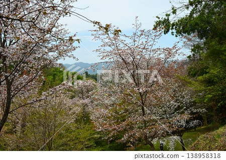 Cherry blossoms at Yoshino Mountain, part of the World Heritage Site "Sacred Sites and Pilgrimage Routes in the Kii Mountain Range". 138958318
