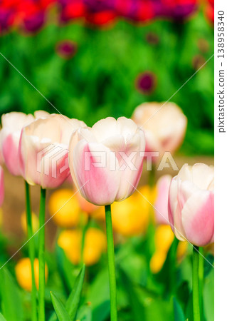 Vibrant pink and white tulip in full bloom spring garden Vibrant pink and white tulip in full bloom spring garden 138958340
