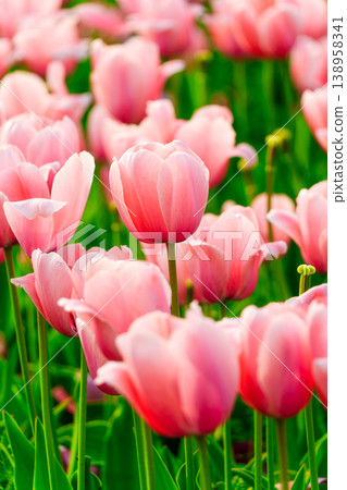 Vibrant pink and white tulip in full bloom spring garden Vibrant pink and white tulip in full bloom spring garden 138958341