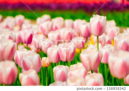Vibrant pink and white tulip in full bloom spring garden Vibrant pink and white tulip in full bloom spring garden 138958342