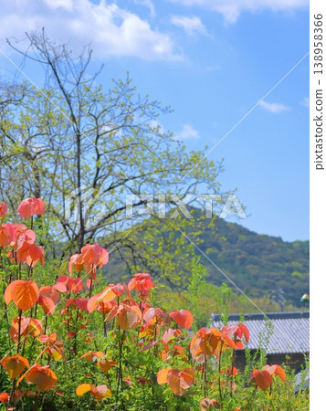 Blue sky, mountains, and large-leaved red oak 138958366