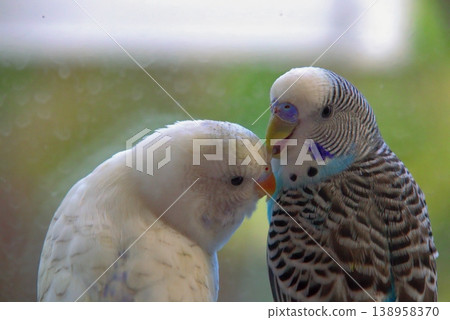 Close-up portrait of budgerigar with detailed feathers and soft blurred background.  138958370