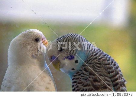Close-up portrait of budgerigar with detailed feathers and soft blurred background. Close-up portrait of budgerigar with detailed feathers and soft blurred background. 138958372