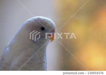 Close-up portrait of budgerigar with detailed feathers and soft blurred background.  138958376