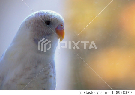 Close-up portrait of budgerigar with detailed feathers and soft blurred background. Close-up portrait of budgerigar with detailed feathers and soft blurred background. 138958379