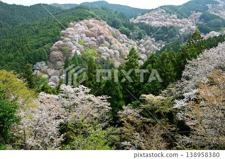 Cherry blossoms at Yoshino Mountain, part of the World Heritage Site "Sacred Sites and Pilgrimage Routes in the Kii Mountain Range". 138958380