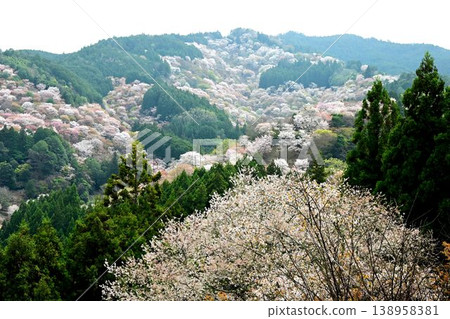Cherry blossoms at Yoshino Mountain, part of the World Heritage Site "Sacred Sites and Pilgrimage Routes in the Kii Mountain Range". 138958381