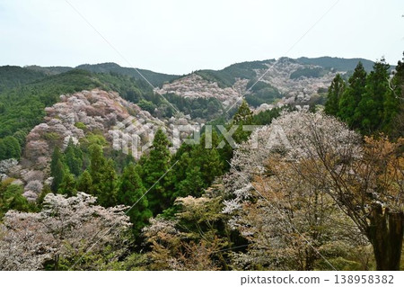 吉野山的櫻花，吉野山是世界遺產「紀伊山脈的聖地和朝聖之路」的一部分。 138958382