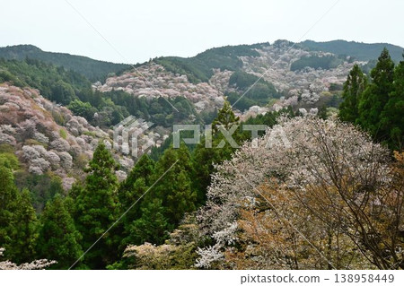 Cherry blossoms at Yoshino Mountain, part of the World Heritage Site "Sacred Sites and Pilgrimage Routes in the Kii Mountain Range". Cherry blossoms at Yoshino Mountain, part of the World Heritage Site "Sacred Sites and Pilgrimage Routes in the Kii Mountain Range". 138958449