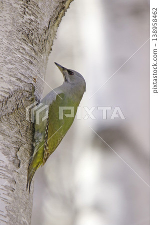 Grey-headed Woodpecker ♀ Woodpecker Mountain Woodpecker, Mountain Green Woodpecker Wild Bird in Hokkaido 138958462