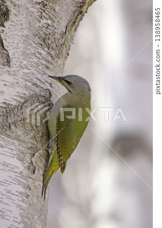 The smallest woodpecker, Japanese pygmy woodpecker, Hokkaido wild bird The smallest woodpecker, Japanese pygmy woodpecker, Hokkaido wild bird 138958465